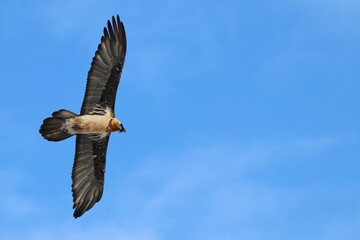 Obraz premium Gipeto