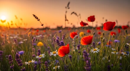 Obraz premium Hermosas flores silvestres en un prado verde. Cálida tarde de verano
