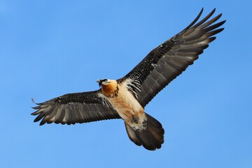 Obraz premium Gipeto