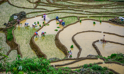 Terraced rice fields in the rugged mountains of Northwest Vietnam. © Phuong