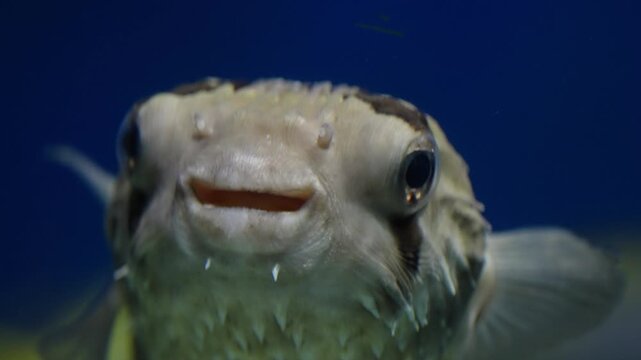 Close-up of a spiny pufferfish gliding through deep blue water, highlighting textured skin, sharp spines, eye, and subtle mouth details as it approaches the camera in an aquarium.