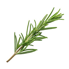 Fototapeta premium Fresh green rosemary herb sprig isolated on white background.