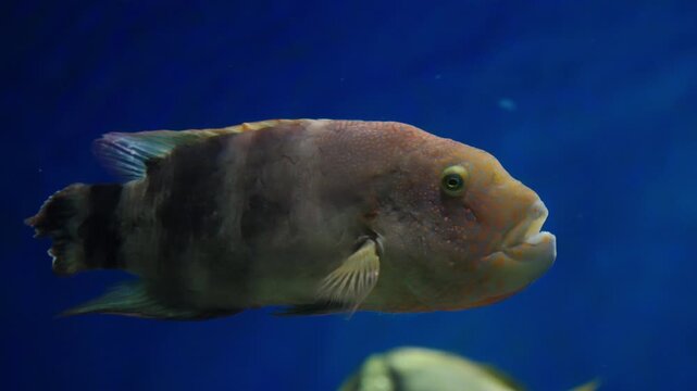Closeup profile of a robust reef fish gliding through blue aquarium waters, showing textured scales, thick lips, and delicate fins against a marine backdrop in underwater scene.