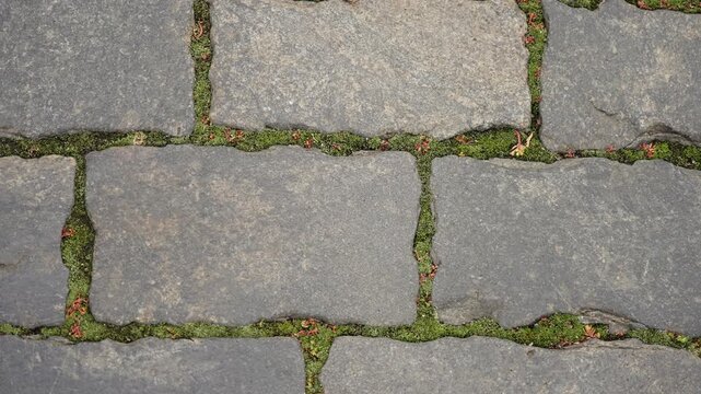 Close-up view of weathered rectangular stone pavers with vibrant green moss growing between the joints, forming an organic pattern and textured surface on an outdoor walkway