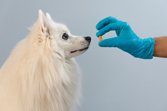 A veterinarian gives a pill to a dog. Pet health concept