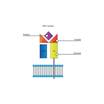 MHC class I protein structure in cell membrane diagram showing antigen presentation and variable and constant regions diagram