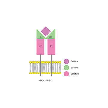 MHC class II protein structure in cell membrane diagram showing antigen presentation with variable and constant regions diagram