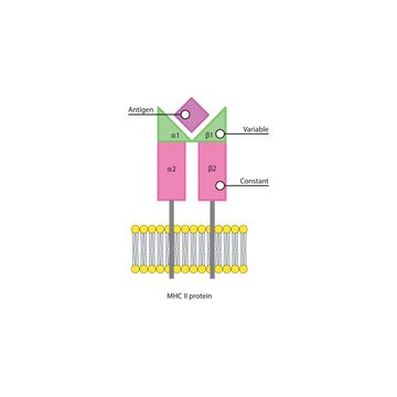 MHC class II protein structure in cell membrane diagram showing antigen presentation with variable and constant regions diagram