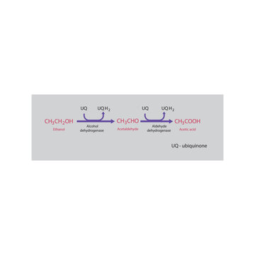 Ethanol metabolism pathway diagram showing alcohol dehydrogenase and aldehyde dehydrogenase converting ethanol to acetaldehyde and acetic acid via ubiquinone
