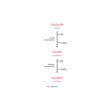 Ethanol metabolism pathway diagram showing alcohol dehydrogenase and aldehyde dehydrogenase converting ethanol to acetaldehyde and acetic acid via ubiquinone