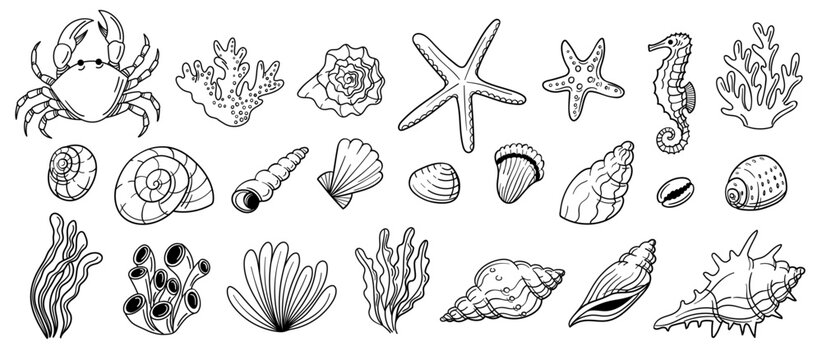 Marine wildlife doodle. Crab, seahorse and coral, seahorse and starfish, mollusk and seashell, seaweed for nautical vacation sticker, beach clipart and ocean pattern. Vector hand drawn isolated set
