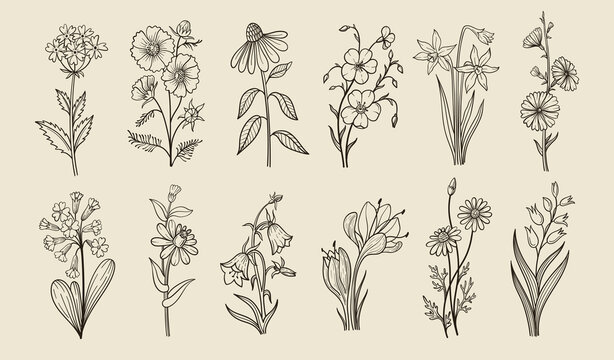 Flower line art. Wildflower botanical doodle phlox, poppy and coneflower and flax, daffodil and cosmos, primrose and daisy, bellflower and chamomile, tulip hand drawn vintage herbarium. Sketch vector