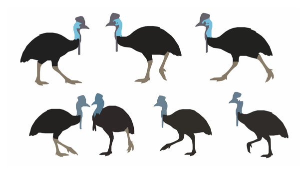 Cassowary bird collection flat vector illustration wildlife isolated on white