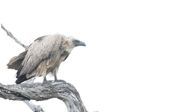 The white-backed vulture (Gyps africanus) is an Old World vulture in the family Accipitridae. This photo was taken in Kruger National Park, South Africa.
