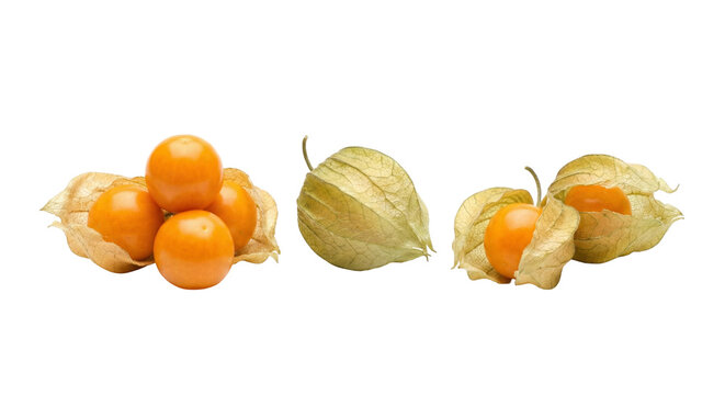 Bright Orange Physalis Berries with Delicate Papery Husks, Fresh and Exotic Superfruit, Perfectly Ripe Studio Shot isolated on transparent background