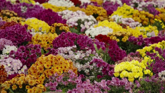 Expansive garden bed filled with vibrant multicolored chrysanthemums in full bloom, forming dense clusters of purple, yellow, white, and orange flowers across a floral landscape.