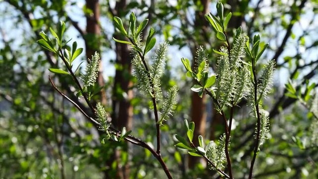 Willow branches with fluffy long cones (buds) swing in the wind on a summer spring day.