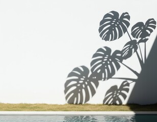 Monstera leaf shadow on a serene white wall.
