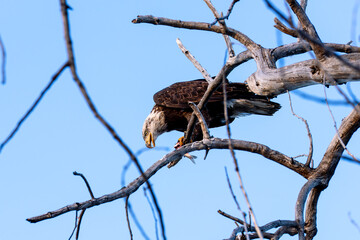 Adult American Bald Eagle in a Natural Outdoor Setting feeding on a fish