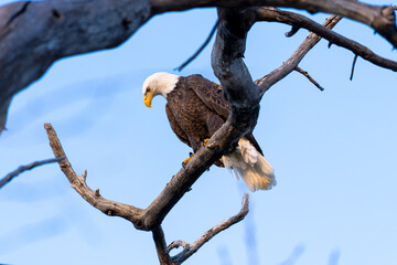 Adult American Bald Eagle in a Natural Outdoor Setting on a tree branch.