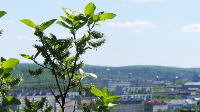 Willow branches with fluffy long cones (buds) swing in the wind on a summer spring day.