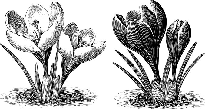 Saffron crocus flower with stigmas vintage botanical drawing for print design