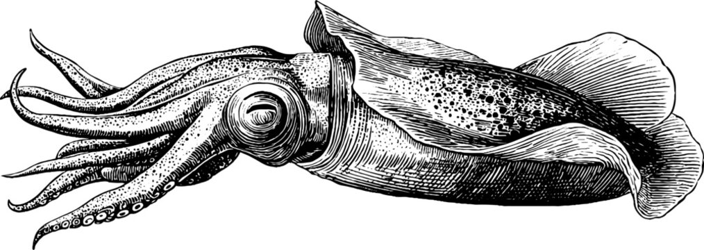 Vintage squid illustration &ndash; marine specimen engraving for botanical design projects