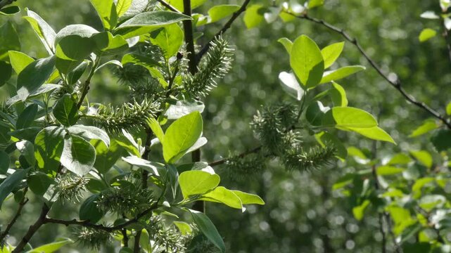 Willow branches with fluffy long cones (buds) swing in the wind on a summer spring day.