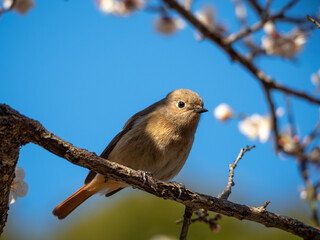 A cute female Daurian Redstart (Phoenicurus auroreus) resting on a plum tree branch under a clear blue sky. A beautiful scene of a migratory bird in the Japanese early spring garden.