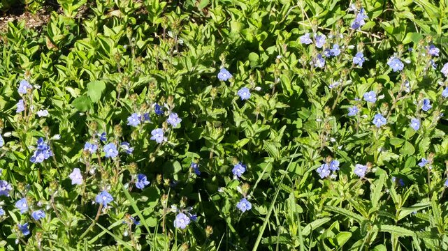 Bright blue delicate little flowers of Veronica plant in a sunny meadow on a summer day.