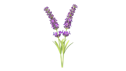 Two Lavender Sprigs