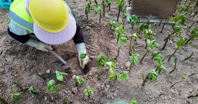 close up of a worker in a hard hat and gloves planting young saplings into the soil with a hand pick.