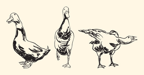 Vintage Goose Line Art © maizephyr