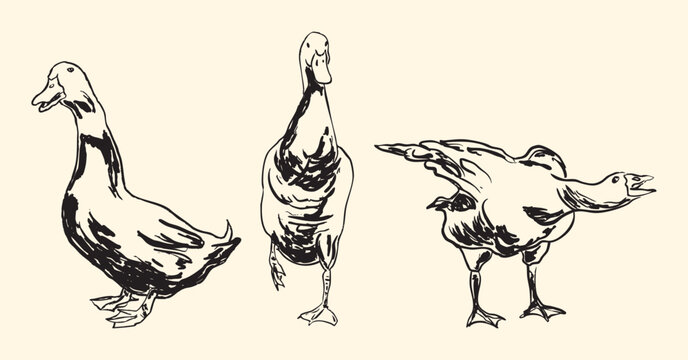 Vintage Goose Line Art
