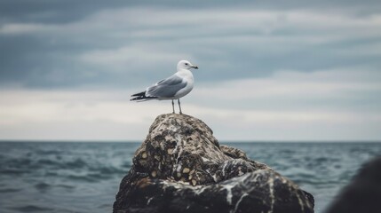 A seagull stands on a rock by the ocean. The sky is overcast with gray clouds. The water is calm and reflects the cloudy sky.