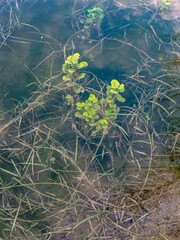 Wasserpflanzen Unterwasser in einem kleinen Bach