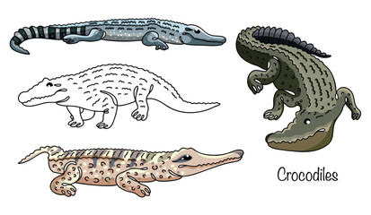 Crocodiles