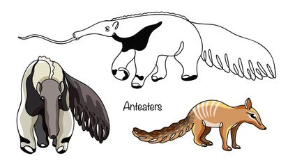 Anteaters