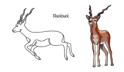 Blackbuck