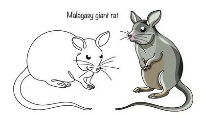 Malagasy giant rat