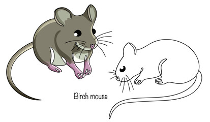 Birch mouse