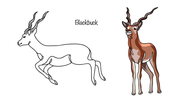 Blackbuck
