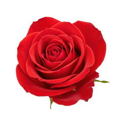 Vibrant red rose isolated on transparent background