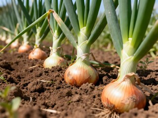 Obraz premium Close-up of onions growing in an agricultural field with green stalks and soil visible. Natural lighting highlights vegetable crop and farming activity.