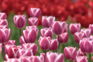 pink and red tulips in the garden
