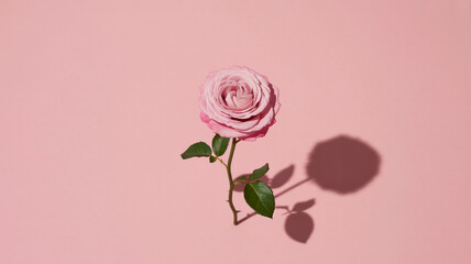 Fototapeta premium Beautiful single pink rose with prominent shadow on a soft pink surface