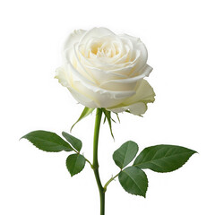 Obraz premium White rose flower isolated on transparent background