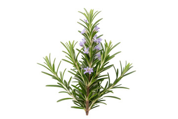 Obraz premium Rosemary Sprigs Isolated on Light Background for Plant Based Diet and Wellness Theme.