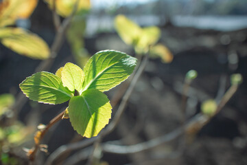 光に照らされた葉
