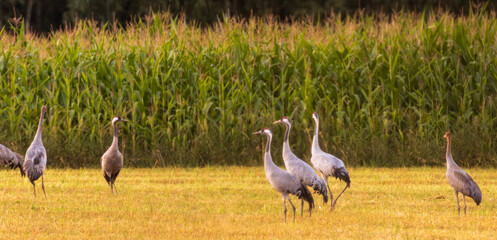 Obraz premium Cranes(Grus grus) in summertime sunset light